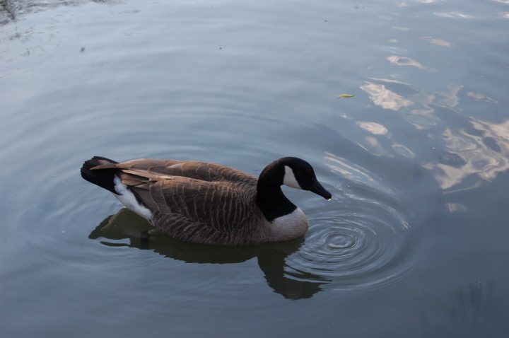 New York - barnikla kanadyjska