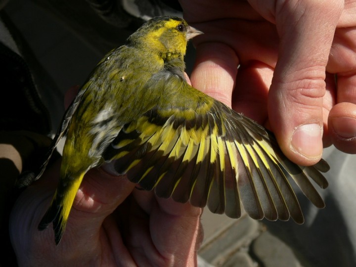 Inny czyż (ale też samiec)