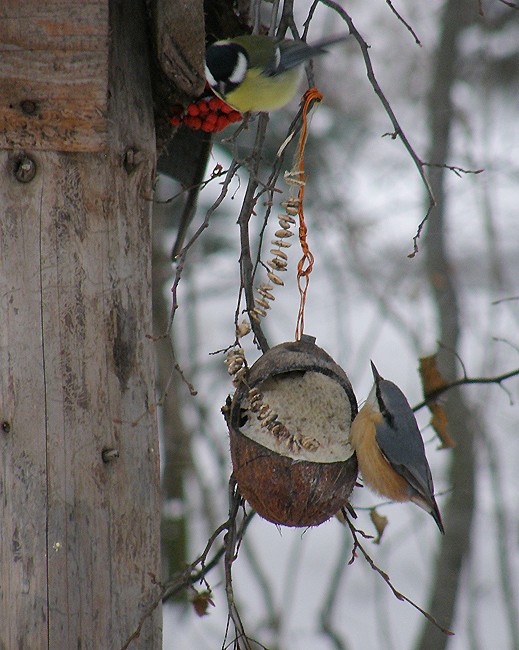 Kowalik i sikorka  nieustanie ...