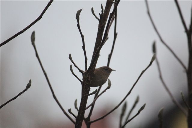 Strzyżyk przy karmniku