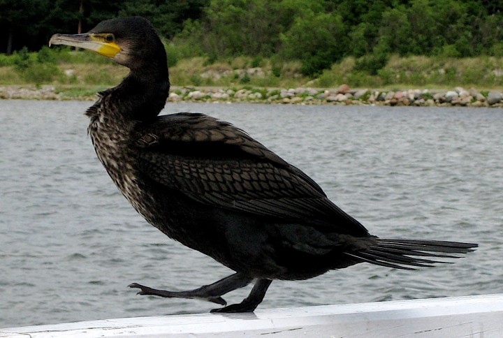 kormoran