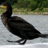 kormoran