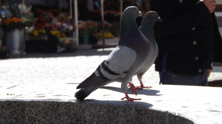 Gołąbki