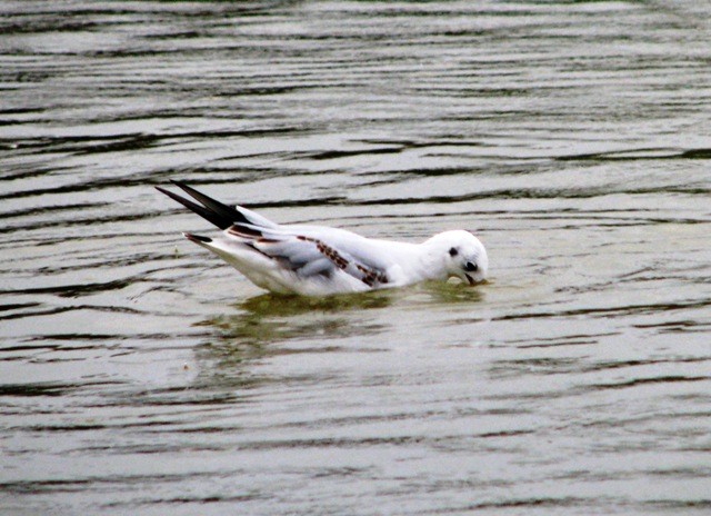 nauka nurkowania