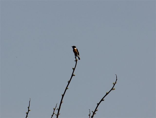 Moja pierwsza kląskawka. ...