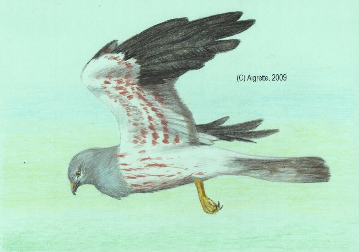 Błotniak łąkowy