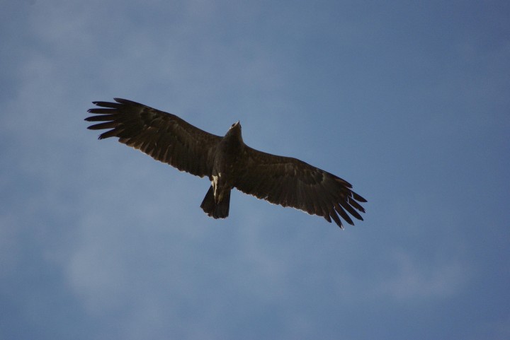 Jesienna migracja - kto ...