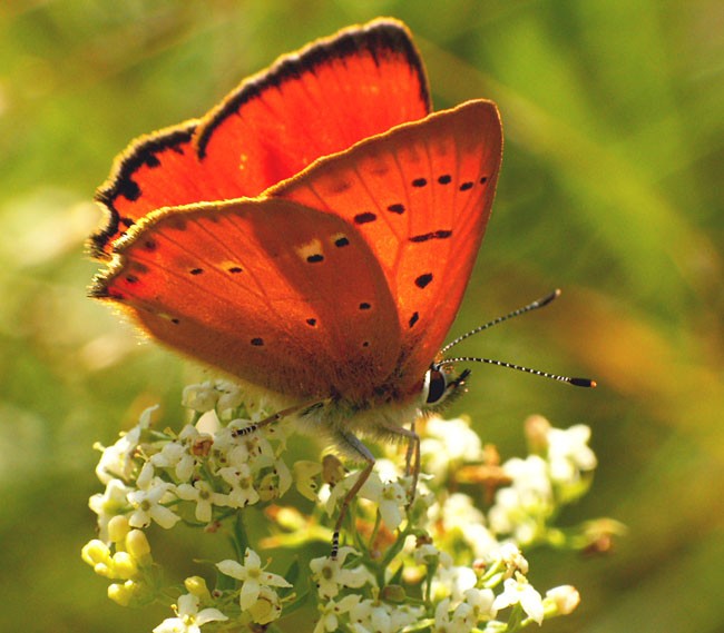 Trochę ciepłych barw...