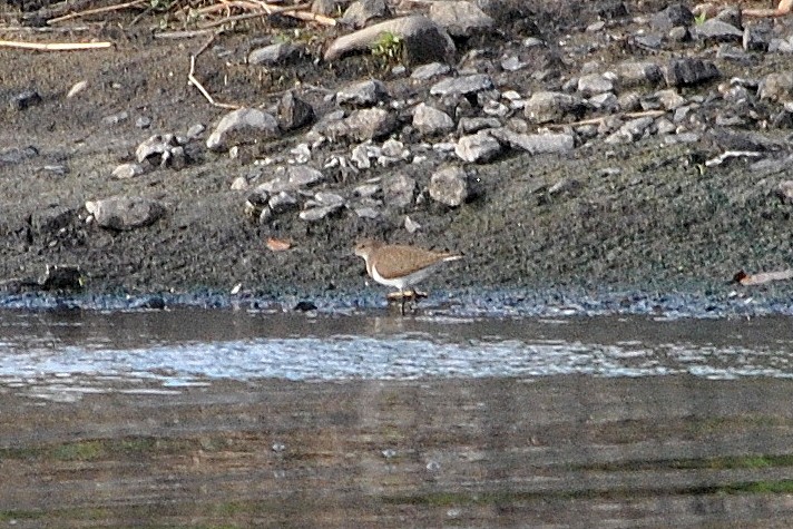 Brodziec piskliwy???