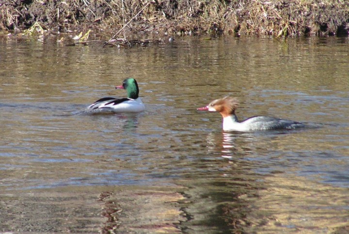 Para dorosłych nurogęsi ...