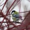 Bogatka