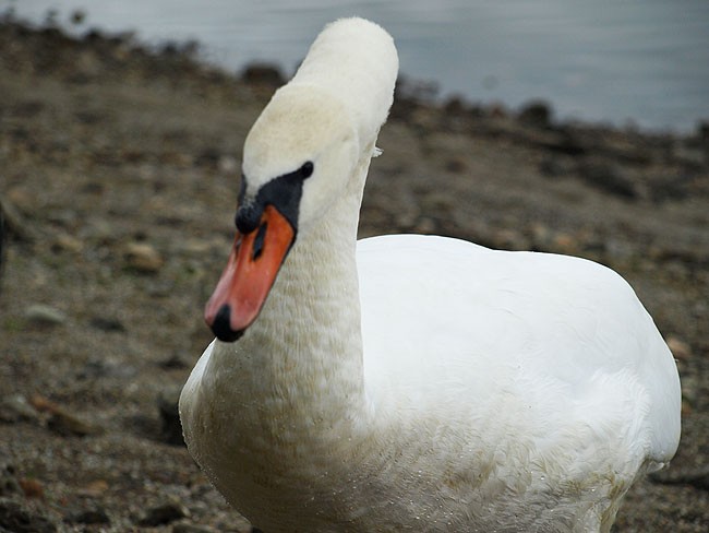 piękny