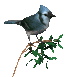 animacja