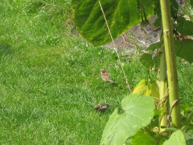 Wróble czające się na ...