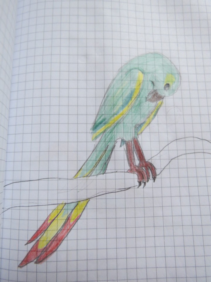 papuga uru - wymyślona