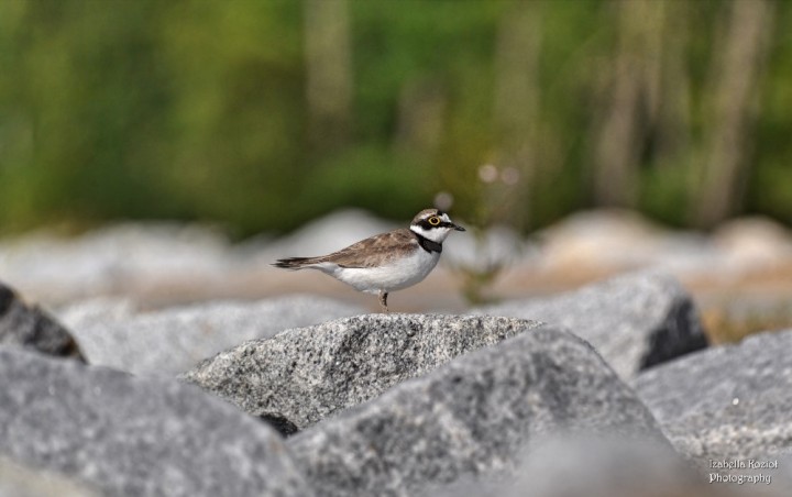Na granicie_Ujście Jeziora ...