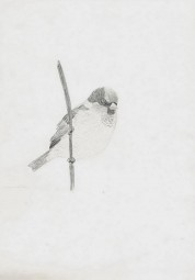Więcej