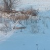 Karmnik