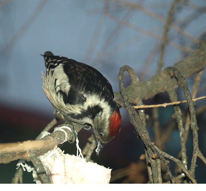 Inne ujęcie dzięcioła ...