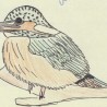 zimorodek
