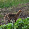 lisek