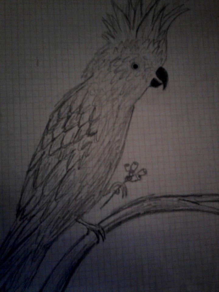 Kakadu mojego autorstwa ;)