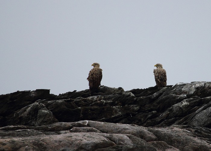 A brzuchy miały pełne...