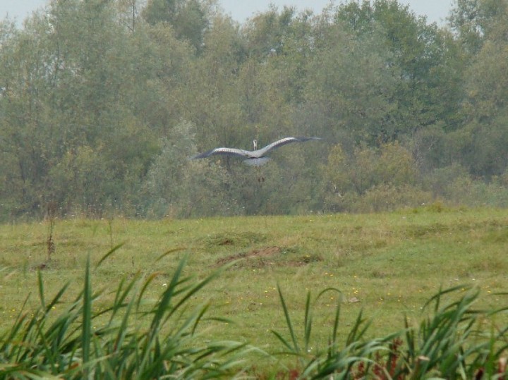czapla siwa