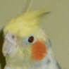 papuga