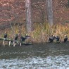 kormoran ...