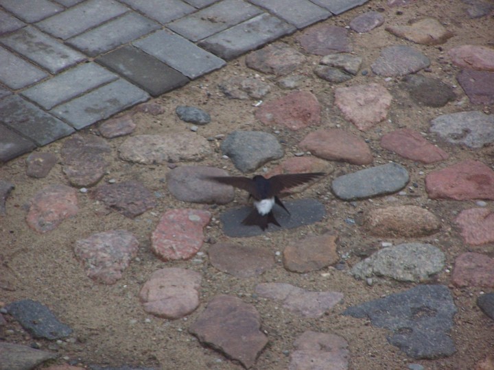 Dokument: Samiec oknówki ...