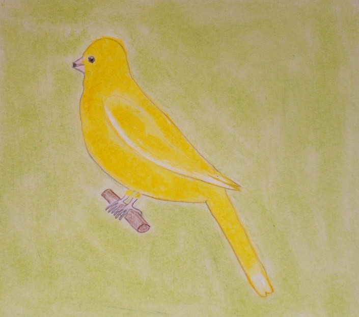 Mój rysunek- Kanarek