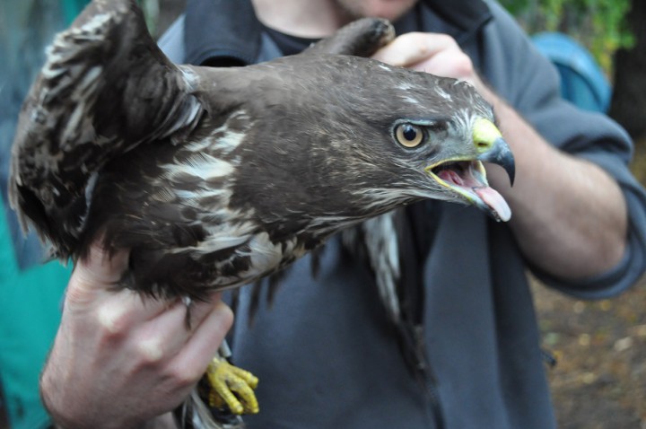 myszołów młody osobnik ...