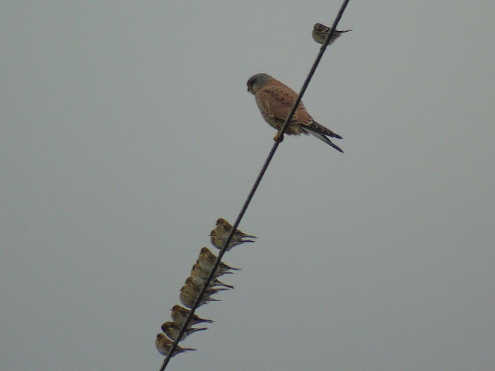 Czyżby przyjaźń międzygatunkowa? ...