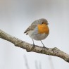 Robin ;)
