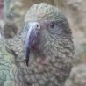 Kea ...