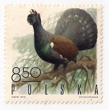 Ptasia kolekcja cd.
