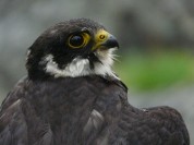 Więcej