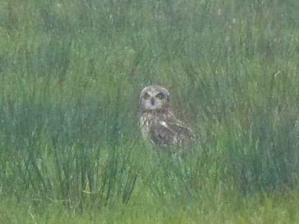 uszatka błotna (zdjęcie ...