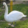 łabędź 2