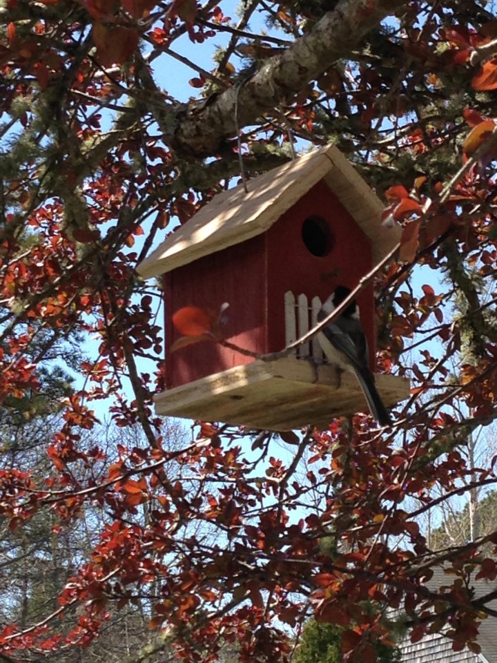 rezydent domku na Cape Cod