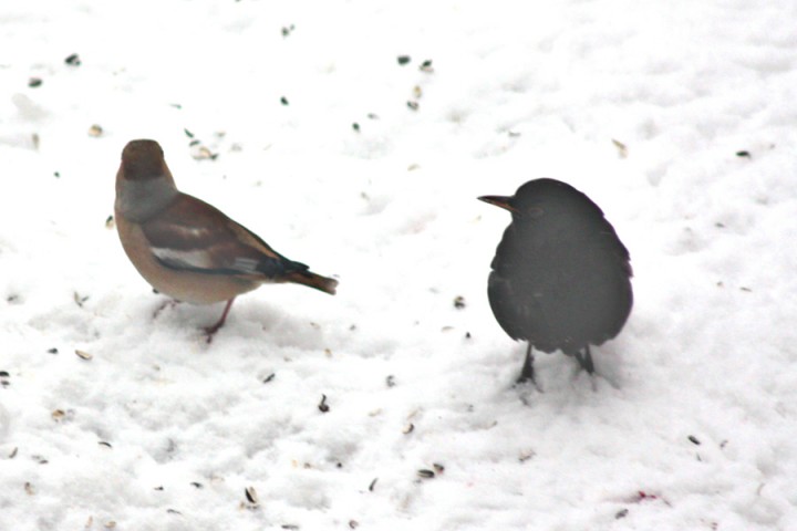 6 - Kos dba o zasady