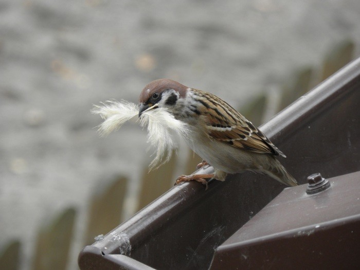 Mazurek