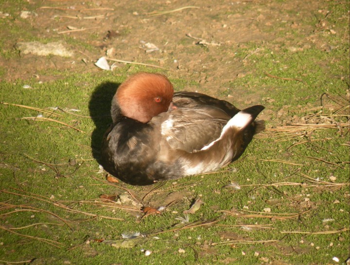 Czy to samiec hełmiatki?