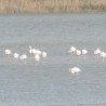 flamingi ...