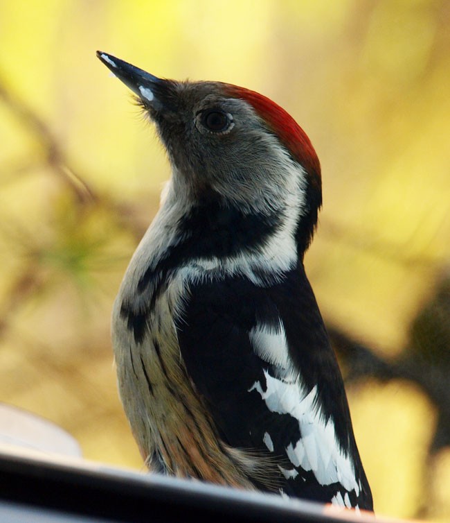 Przychodzę dzisiaj do ...