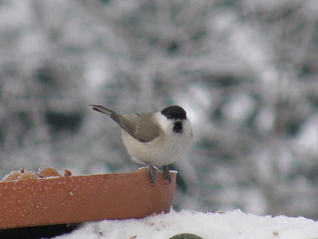 Czasami i ona przylatuje ...
