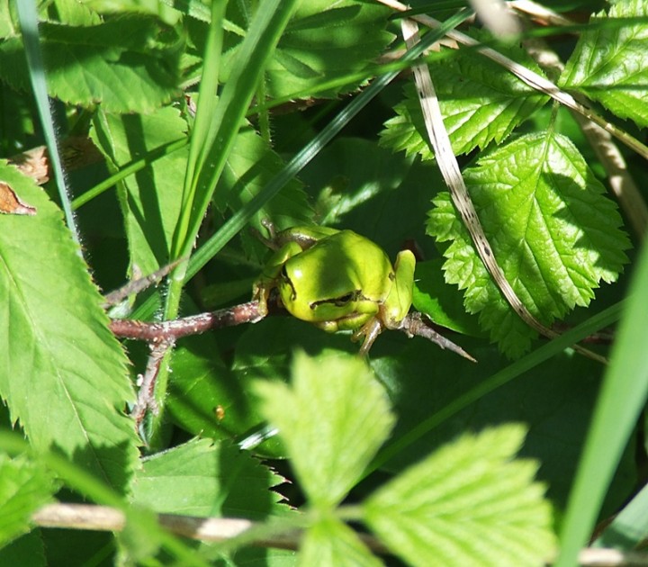 Żabkaa