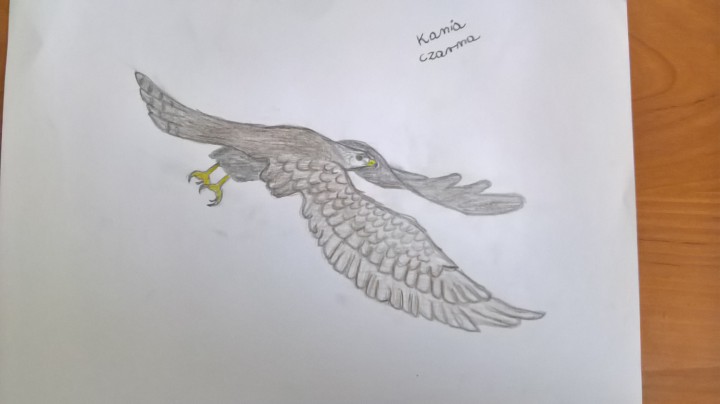 Kania czarna