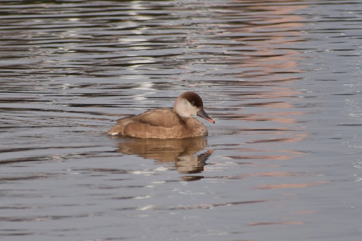 Hełmiatka
